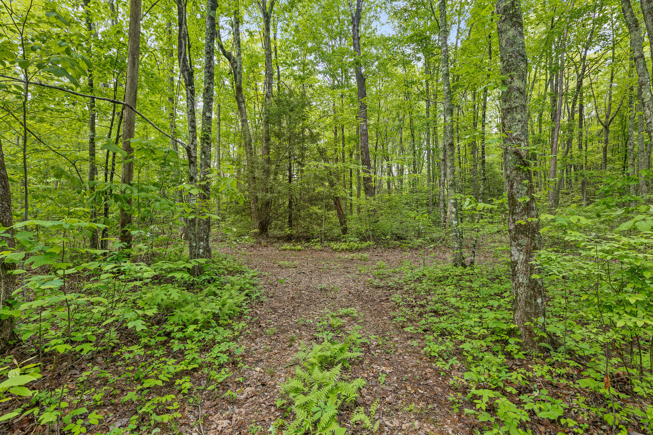 10 Acres Blaine Smith Road Graysville, TN 37338 - Photo 6 of 55 46-Blaine-6
