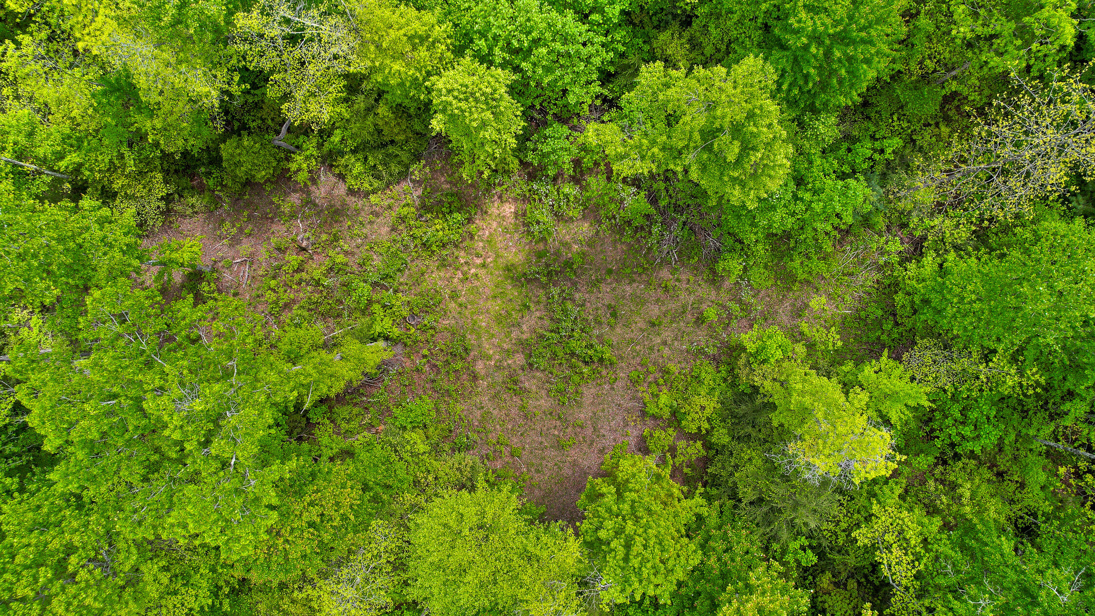 10 Acres Blaine Smith Road Graysville, TN 37338 - Photo 7 of 55 56-Blaine-16