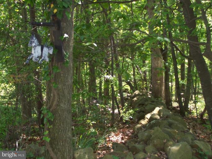 6062 Snow Mountain Road Broad Run, VA 20137 - Photo 25 of 28 Front trees