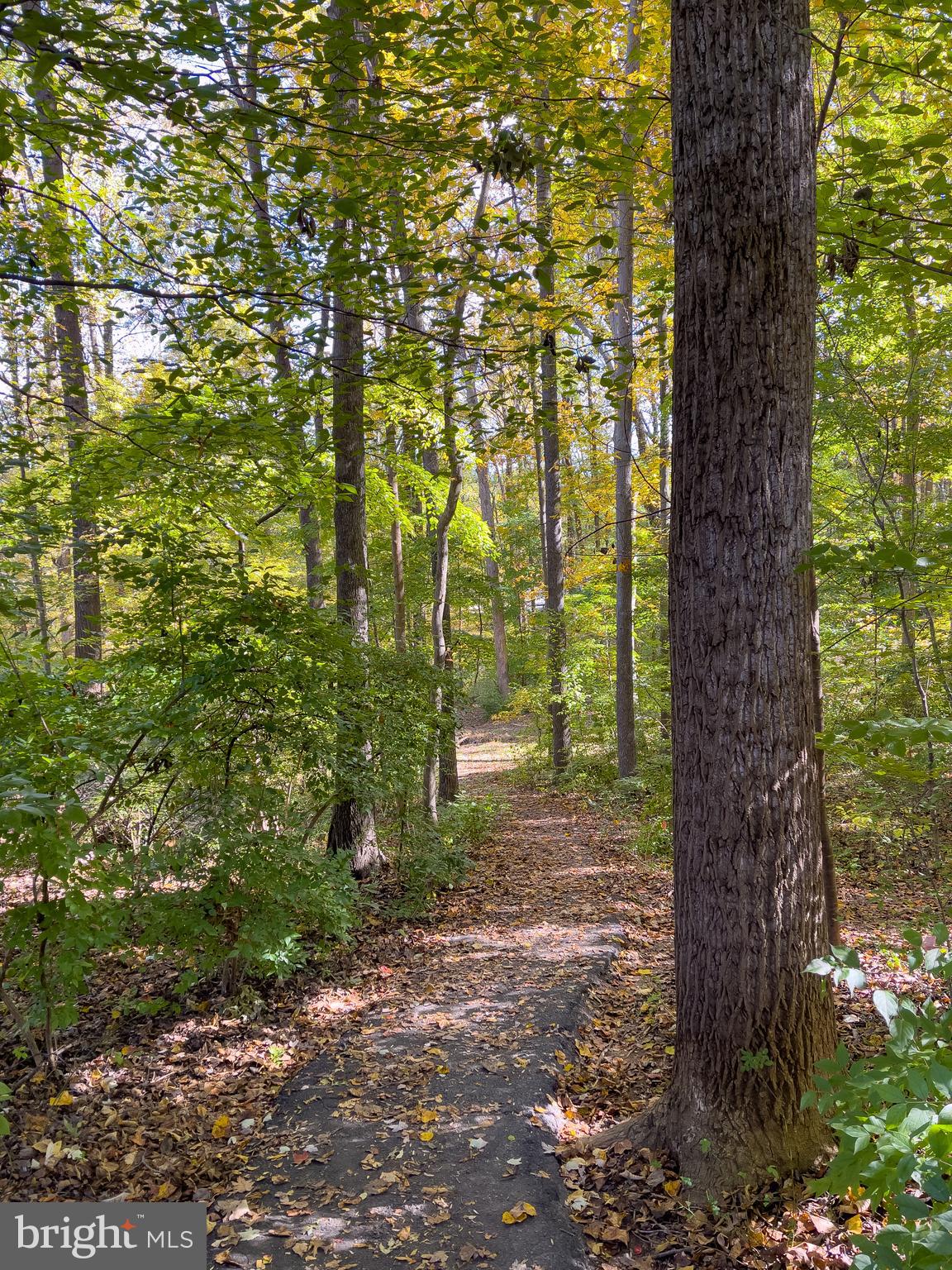 5902 Cove Landing Road, Unit 202 Burke, VA 22015 - Photo 49 of 52 a view of forest