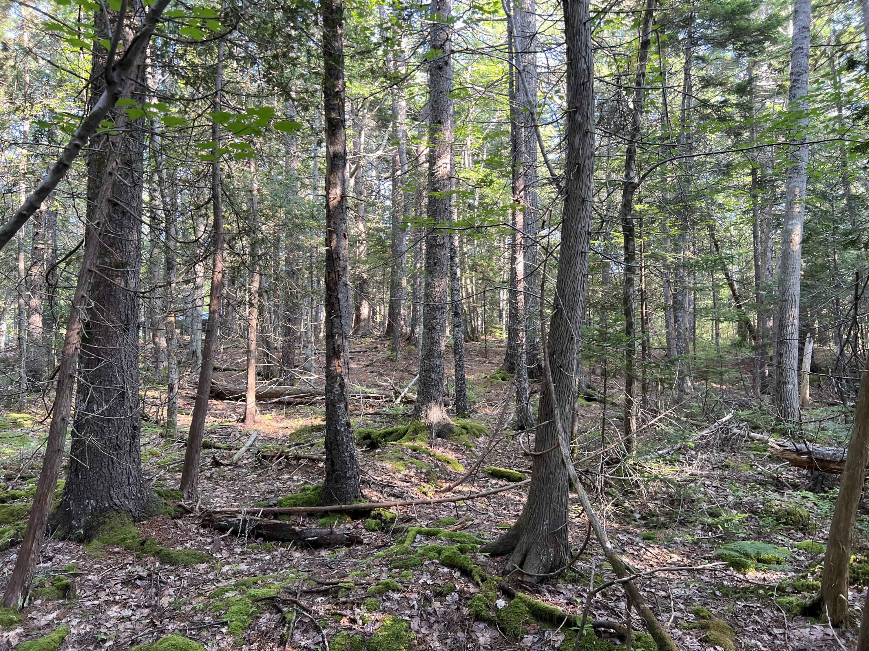 Lot 4 Echo Wds Road Mount Desert, ME 04660 - Photo 13 of 18 woods