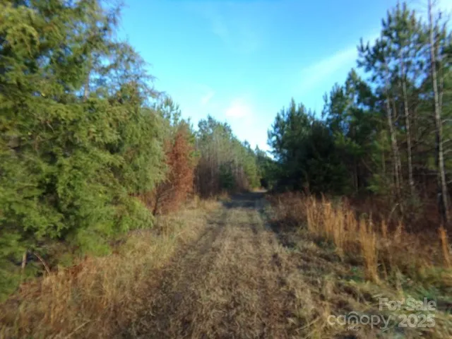 a view of a forest with trees in the background