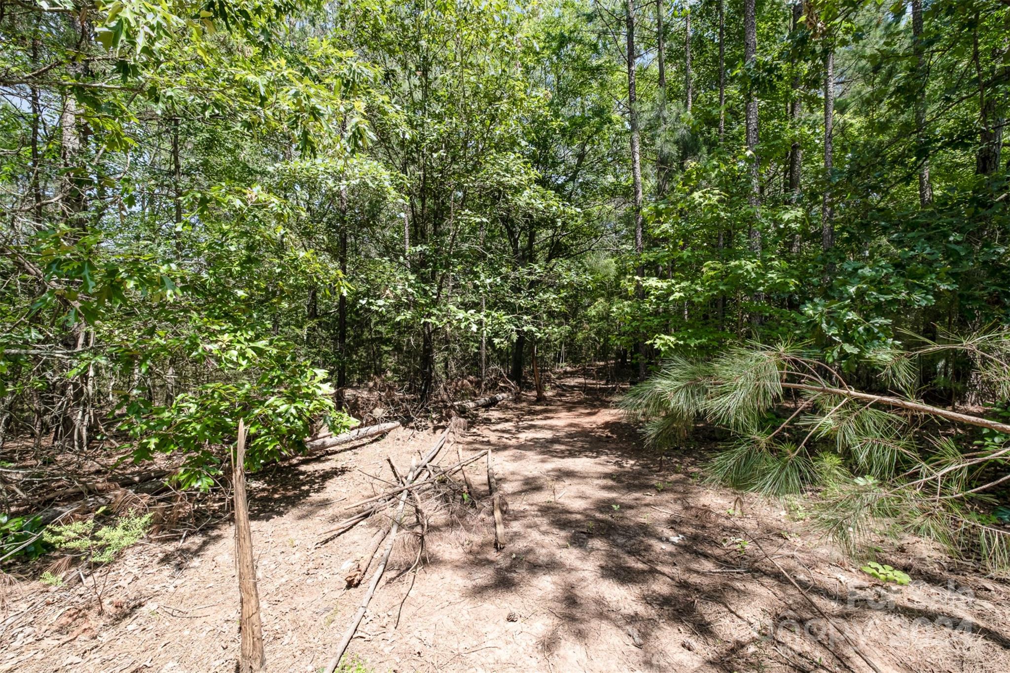 1680 Thompson Quarters Road Sharon, SC 29742 - Photo 33 of 37 a view of a forest filled with trees