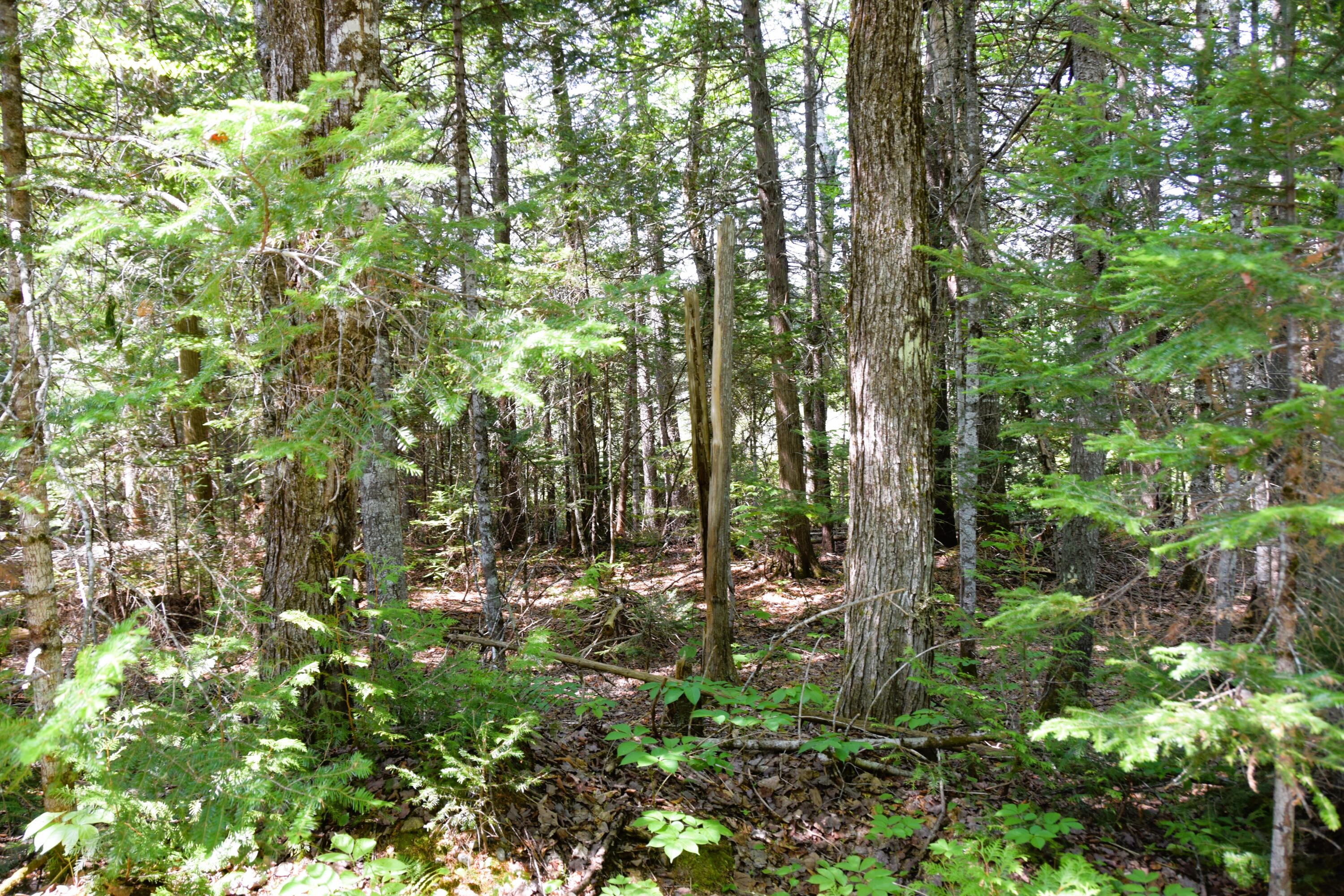 Ms03-l17.3 Carry Pond Road Bingham, ME 04920 - Photo 6 of 19