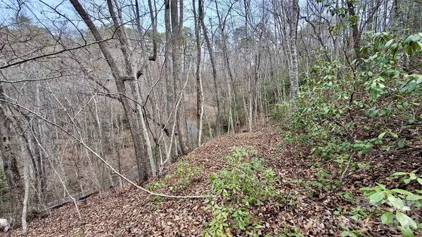 a view of a yard with large trees