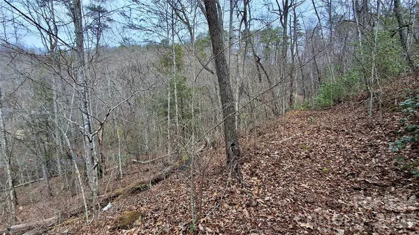 a view of a yard with large trees