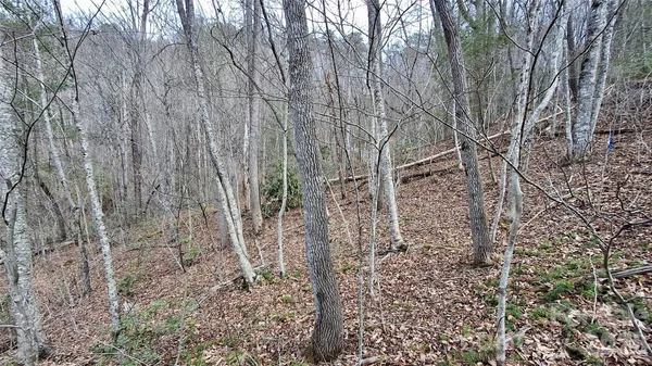 a view of a yard with large trees