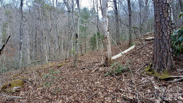 a view of a yard with trees