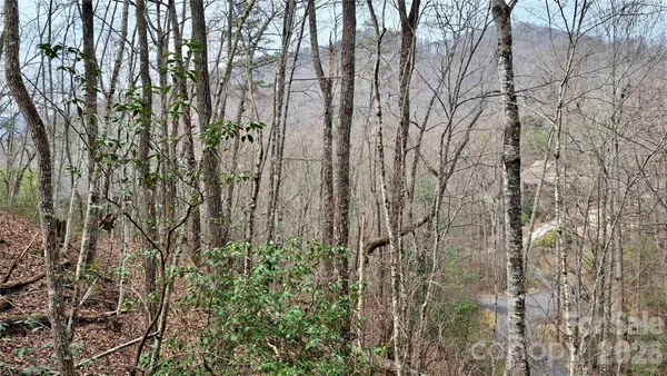 a view of a forest with trees