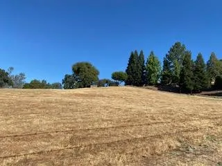 a view of a yard with trees