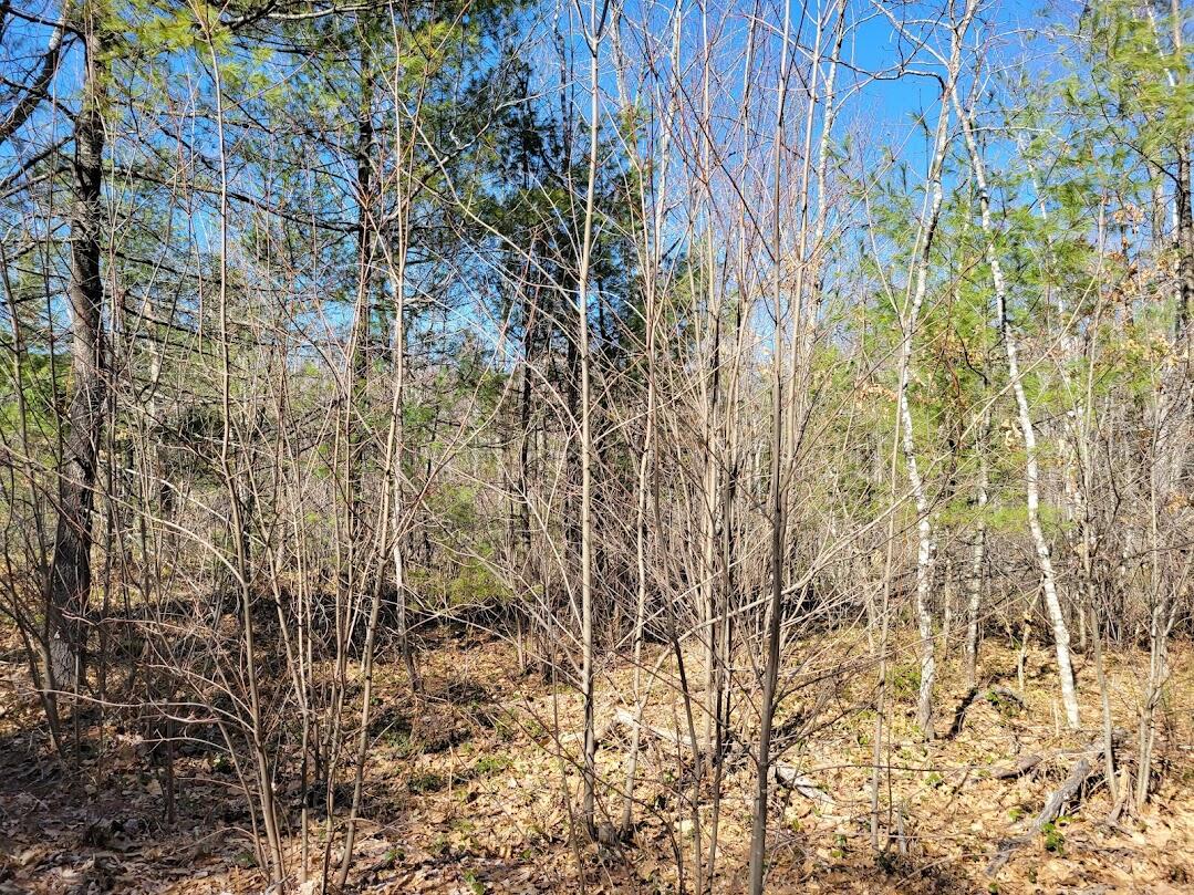 0 Norton Ridge Road Shapleigh, ME 04076 - Photo 3 of 10 20220402_151336