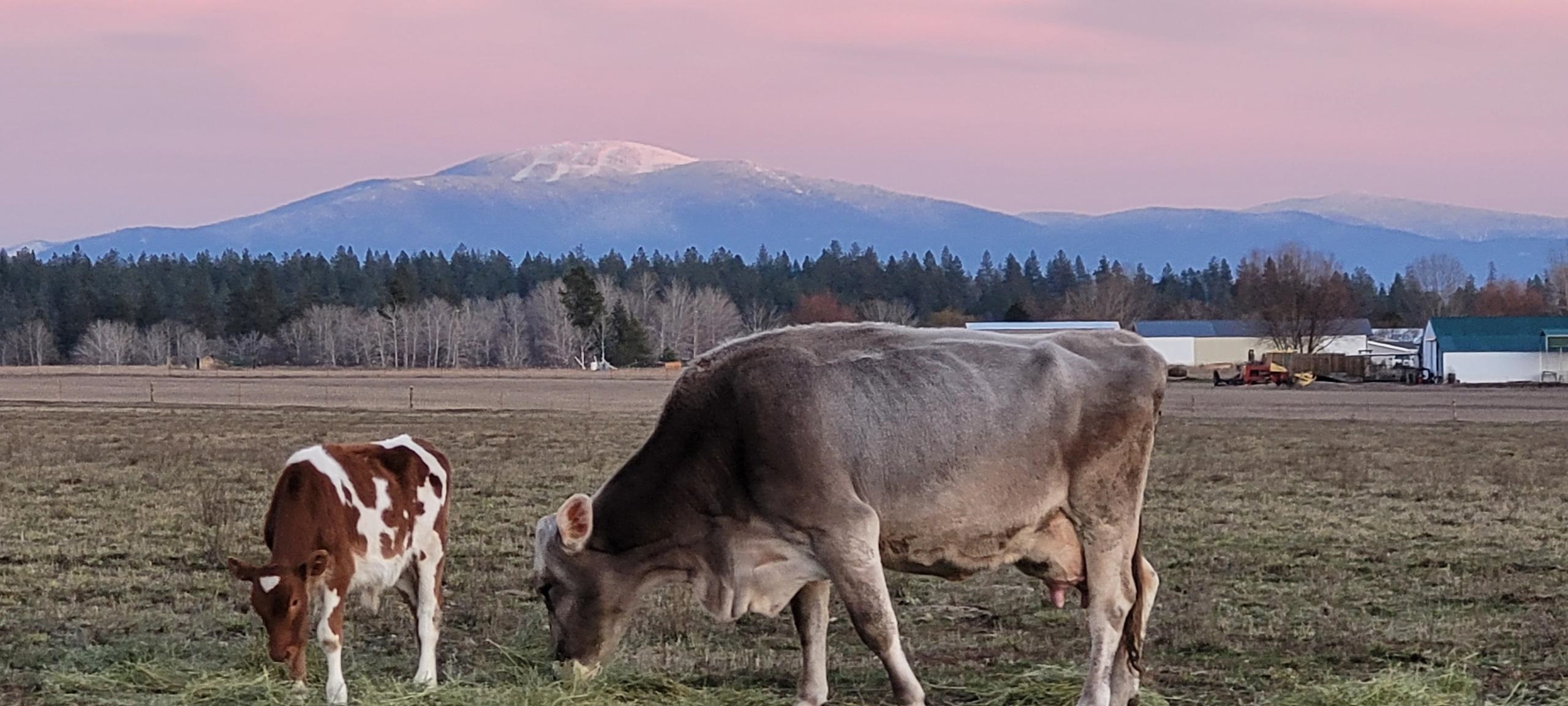 29210 North Spotted Road, Unit PARCEL A Deer Park, WA 99006 - Photo 5 of 10