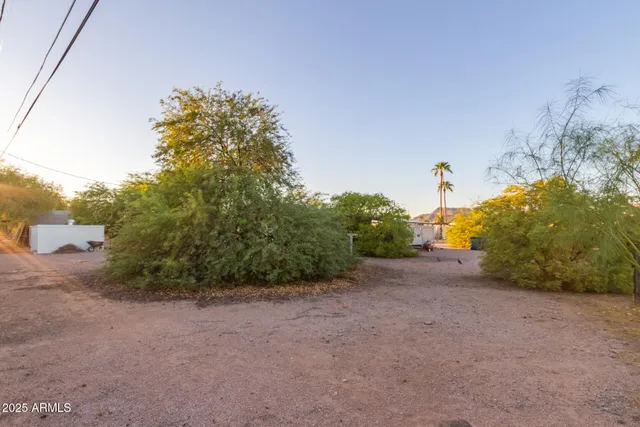 a view of a field with a tree