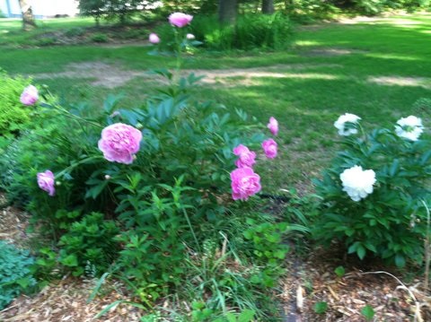 2865 West Log Lake Road Kalkaska, MI 49646 - Photo 48 of 52 1930787-8287F952-F263-424A-94B3-8C613B2768A2.JPG