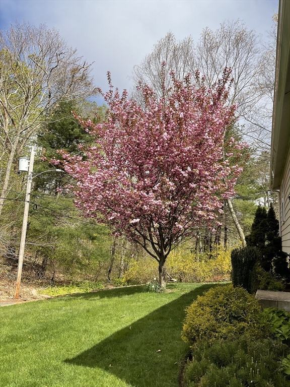 50 Laurel Street Gloucester, MA 01930 - Photo 32 of 40 a view of yard with tree in background