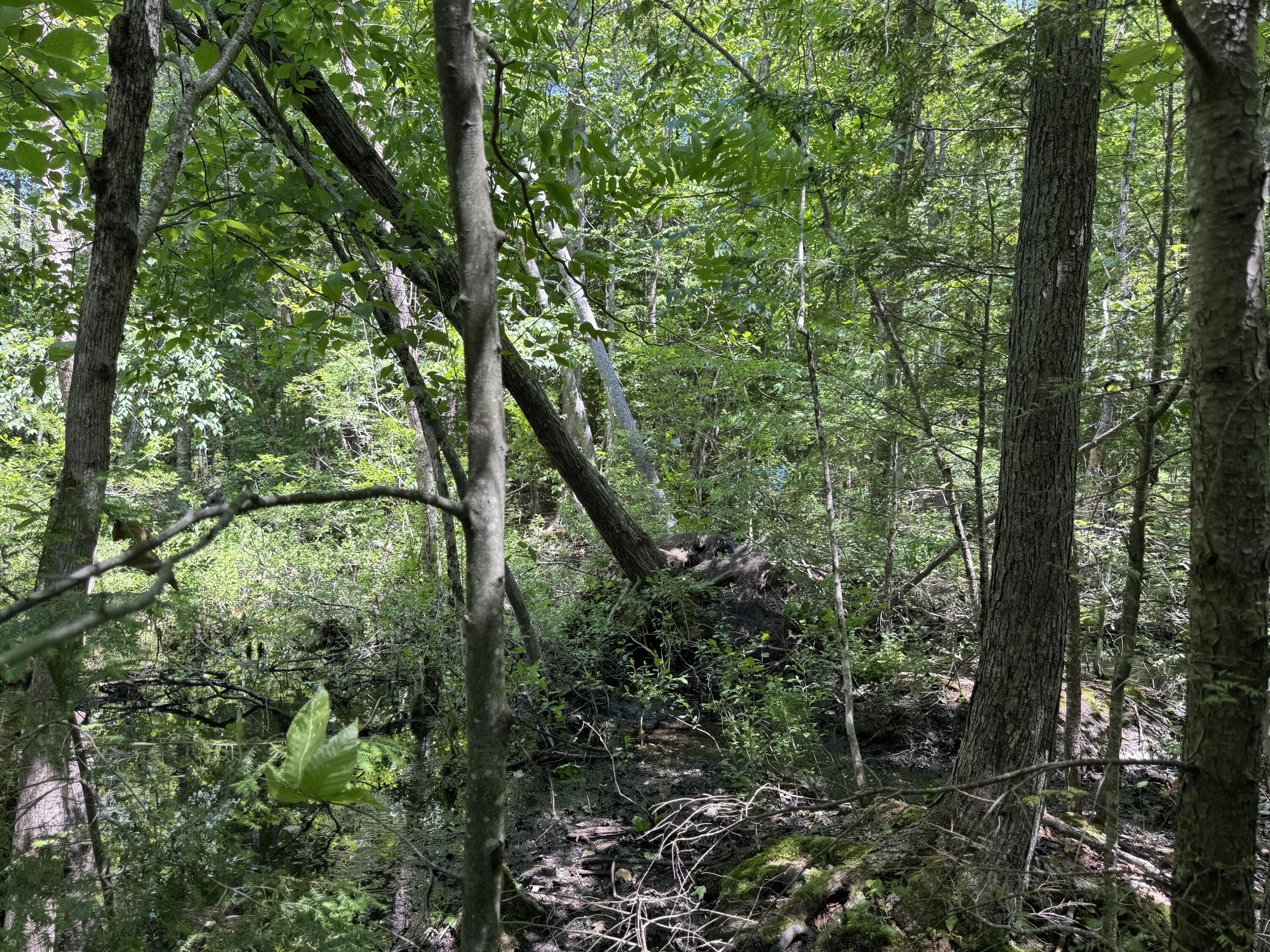 Lot 19 Thomas Pond Shore Road Casco, ME 04015 - Photo 8 of 9
