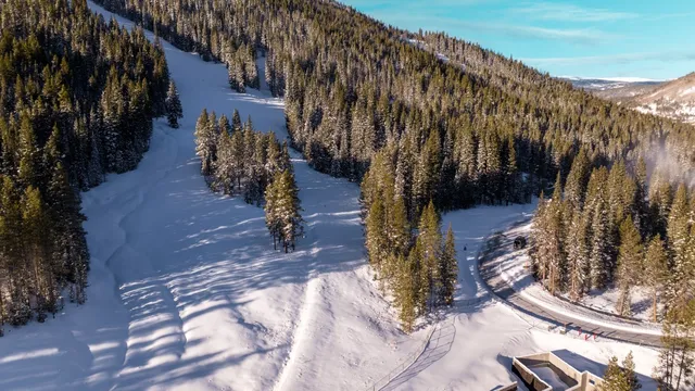 a view of a yard with large trees