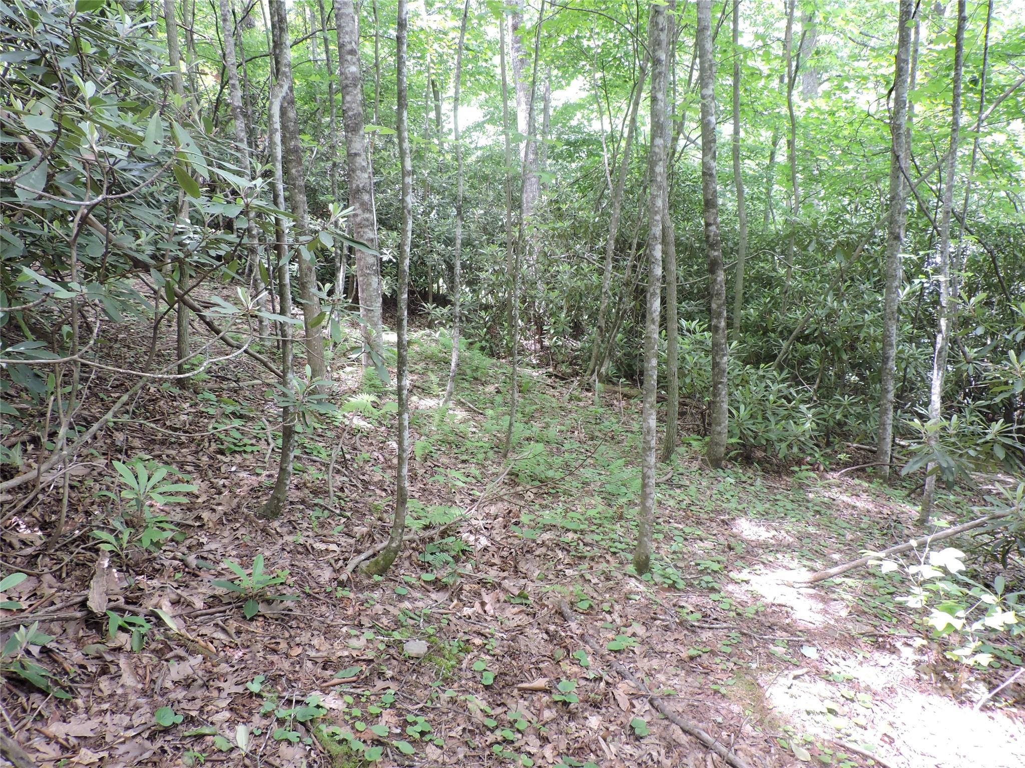 0 South Toe River Road, Unit LOT 2 Burnsville, NC 28714 - Photo 12 of 28 a view of a forest that has large trees