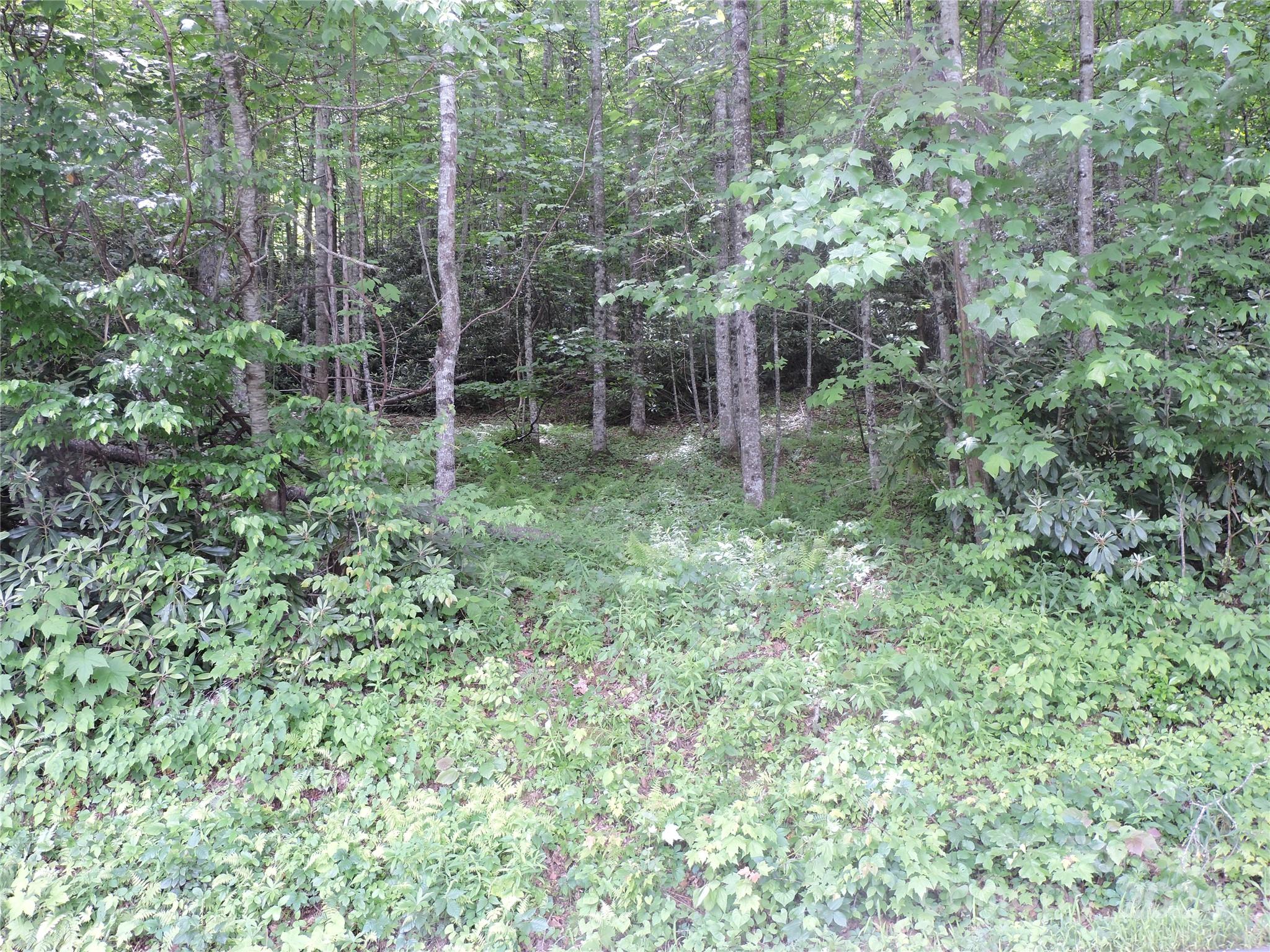 0 South Toe River Road, Unit LOT 2 Burnsville, NC 28714 - Photo 26 of 28 a view of a lush green forest