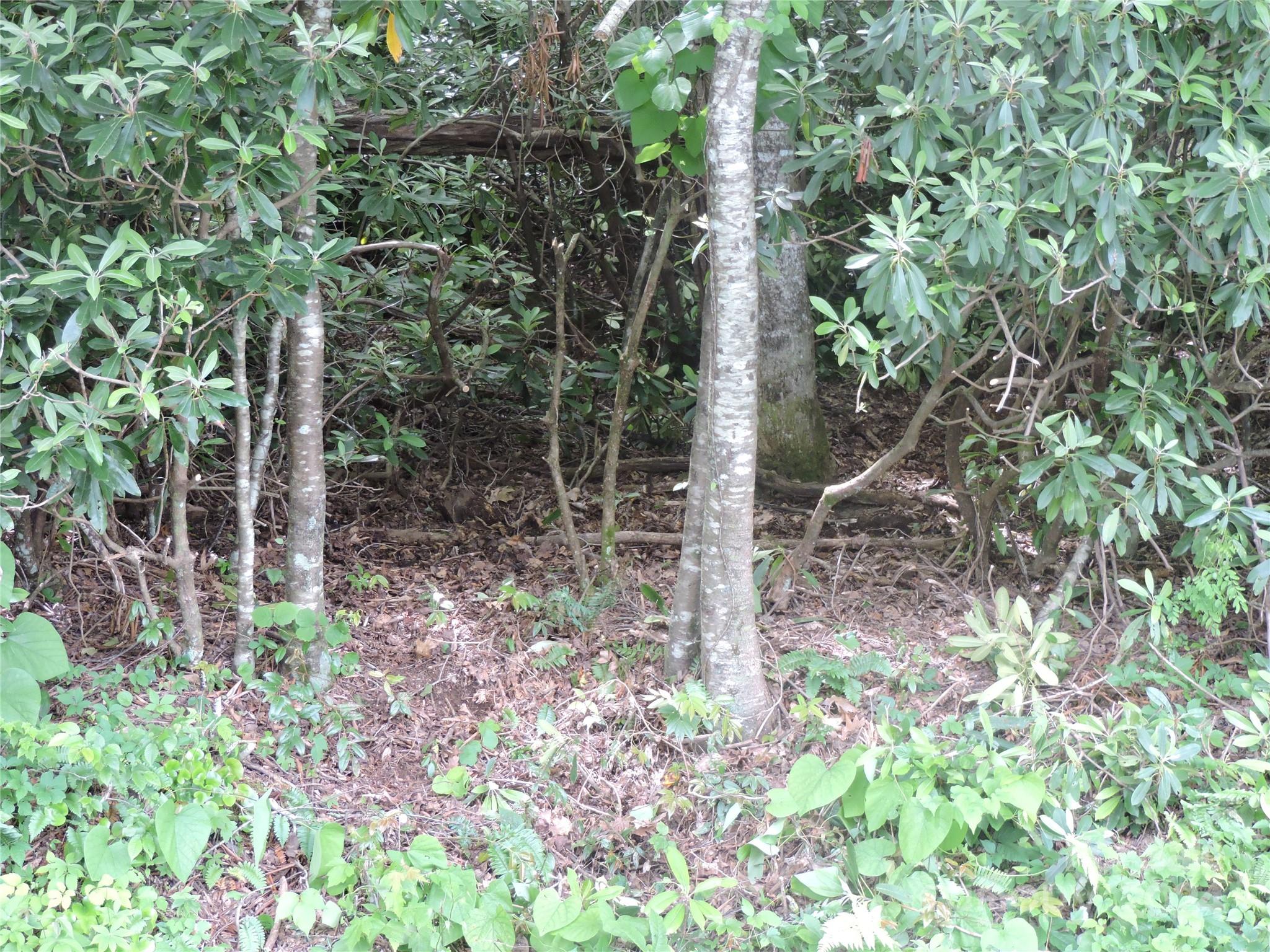 0 South Toe River Road, Unit LOT 2 Burnsville, NC 28714 - Photo 27 of 28 a view of a forest