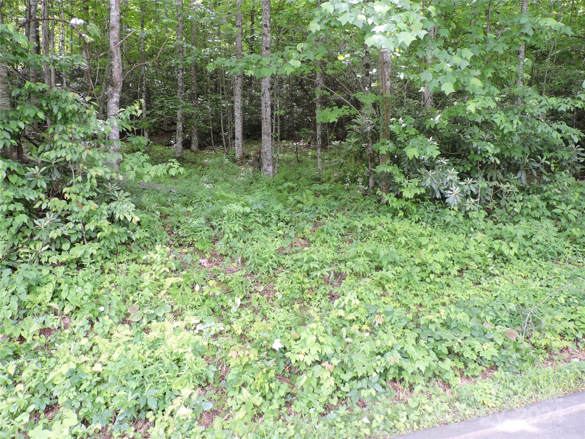 0 South Toe River Road, Unit LOT 2 Burnsville, NC 28714 - Photo 3 of 28 a view of forest