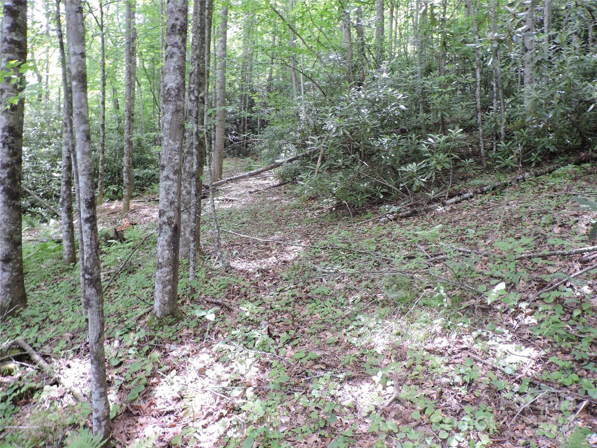 0 South Toe River Road, Unit LOT 2 Burnsville, NC 28714 - Photo 5 of 28 a view of a forest with trees in the background
