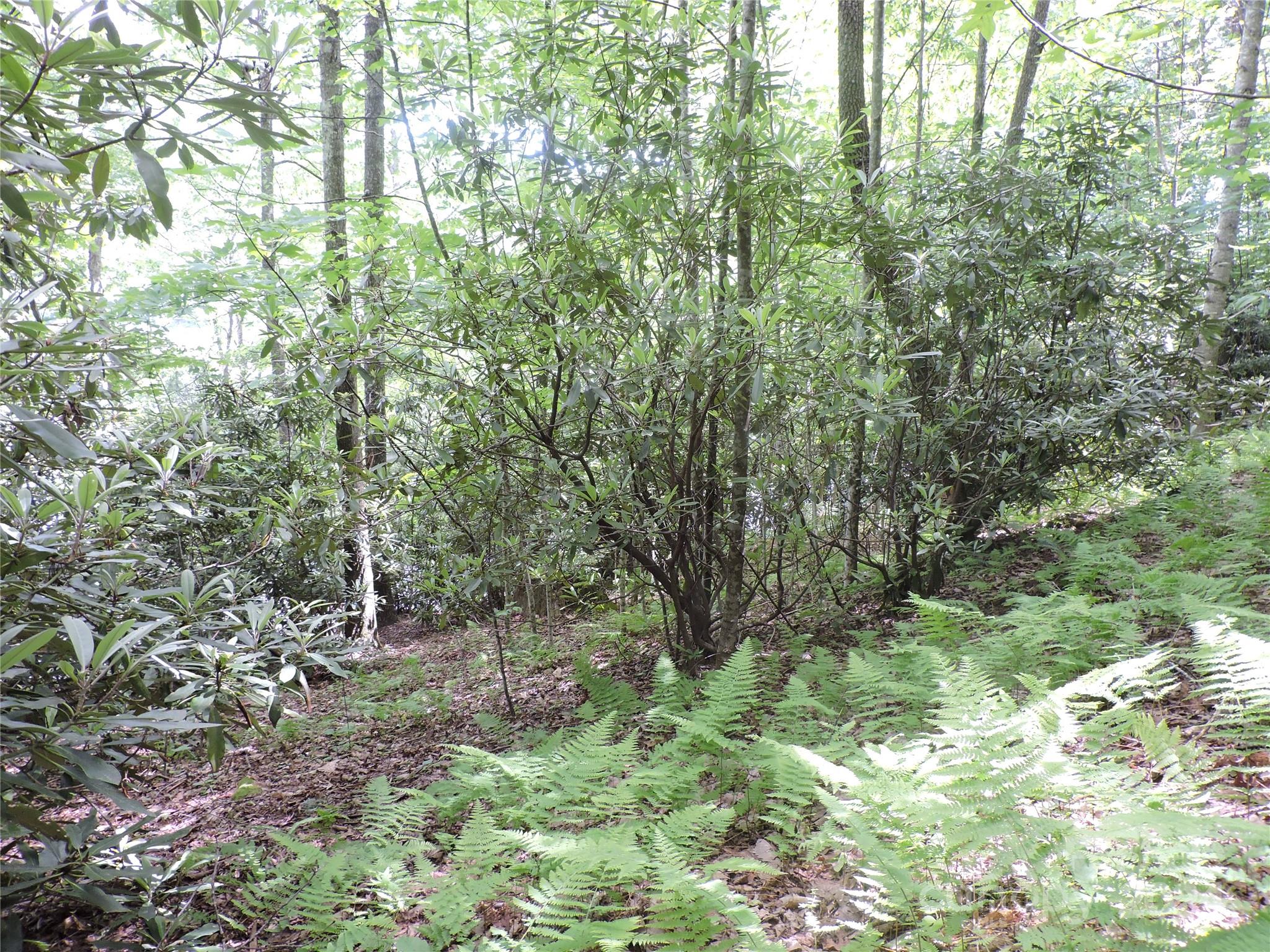 0 South Toe River Road, Unit LOT 2 Burnsville, NC 28714 - Photo 8 of 28 a view of a lush green forest