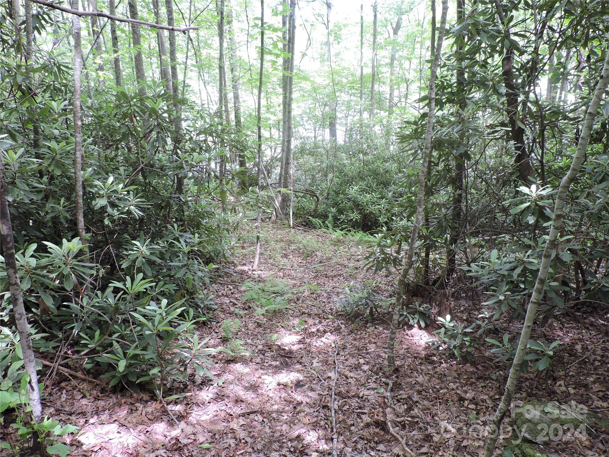 0 South Toe River Road, Unit LOT 2 Burnsville, NC 28714 - Photo 10 of 28 a view of a forest with trees in the background