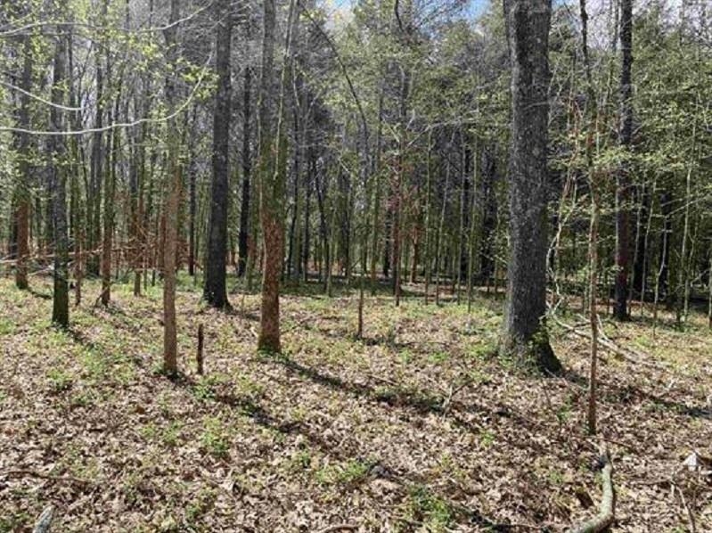 3845 Mebane Road Oakland, TN 38060 - Photo 5 of 10 View of tree filled area