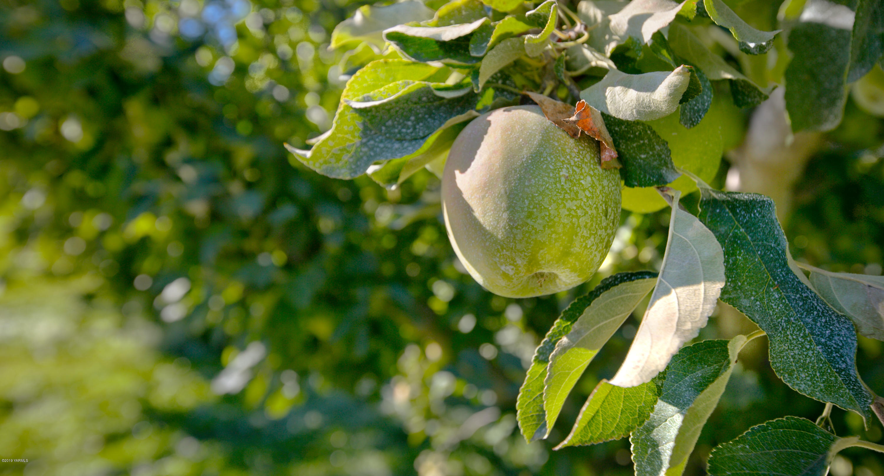 5350 Lateral A Road Wapato, WA 98951 - Photo 7 of 9 191010_James_LateralA_Wapato_06