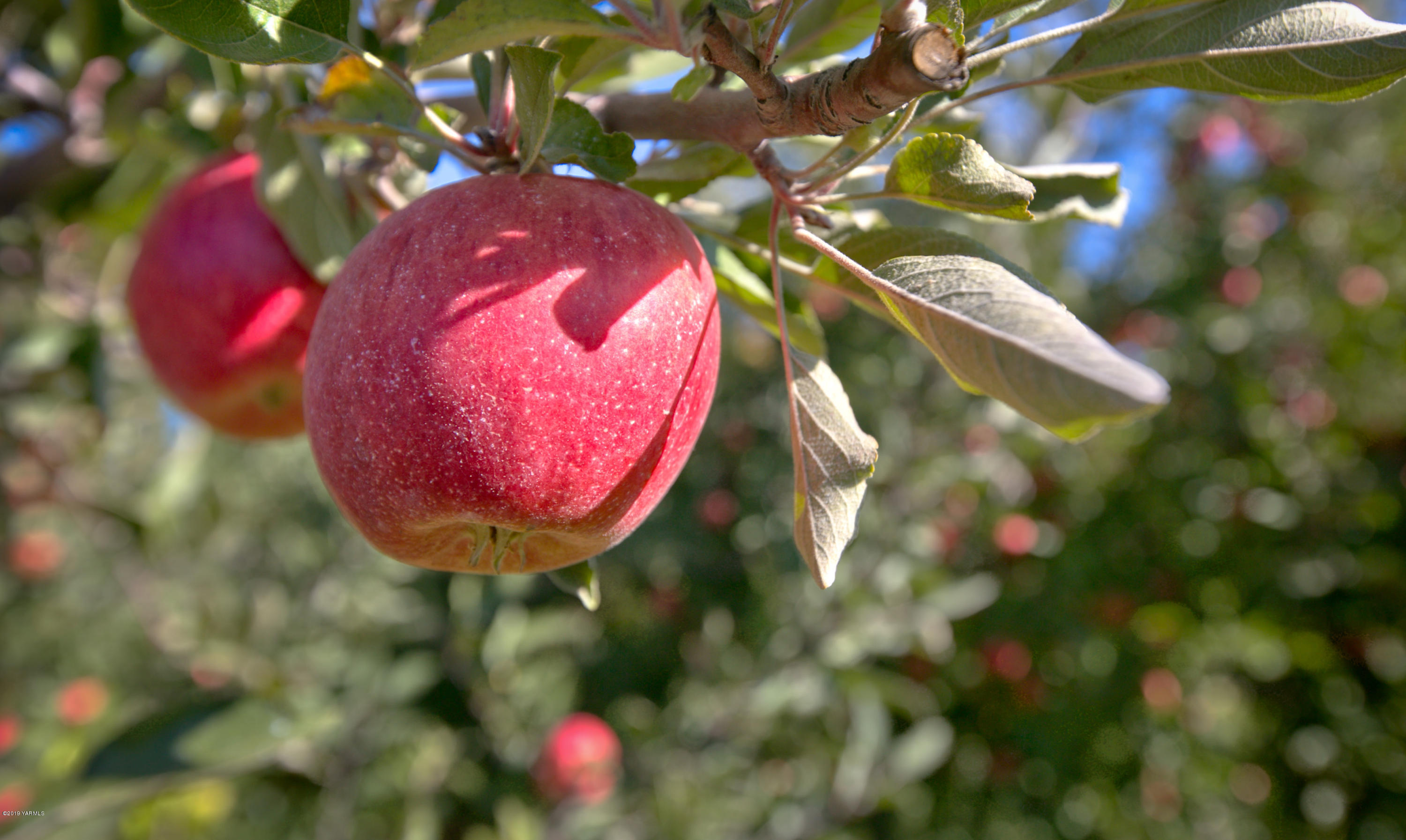 5350 Lateral A Road Wapato, WA 98951 - Photo 8 of 9 191010_James_LateralA_Wapato_07