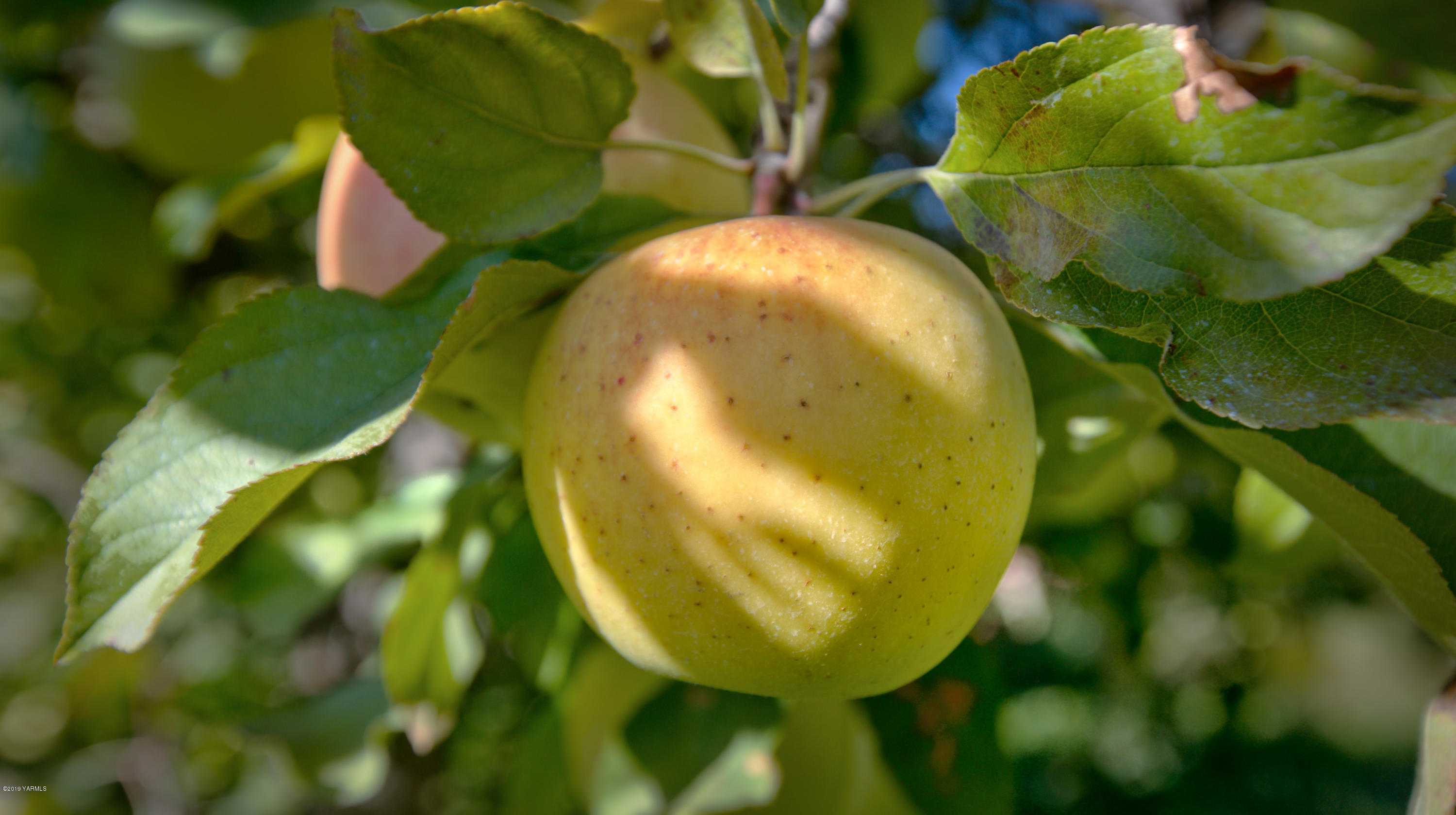 5350 Lateral A Road Wapato, WA 98951 - Photo 9 of 9 191010_James_LateralA_Wapato_08