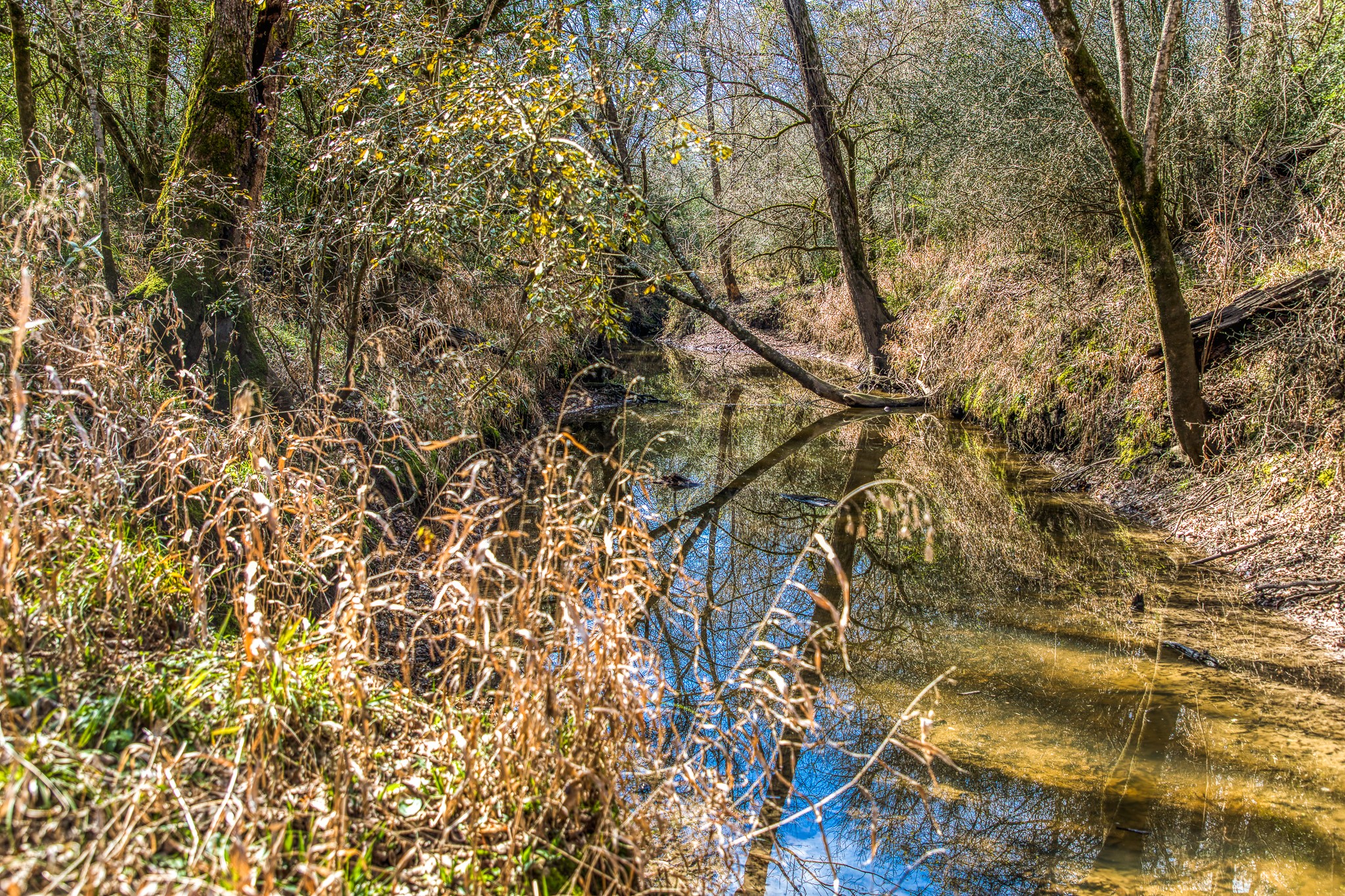 5280 Whitaker Way Navasota, TX 77868 - Photo 20 of 21 a view of tree