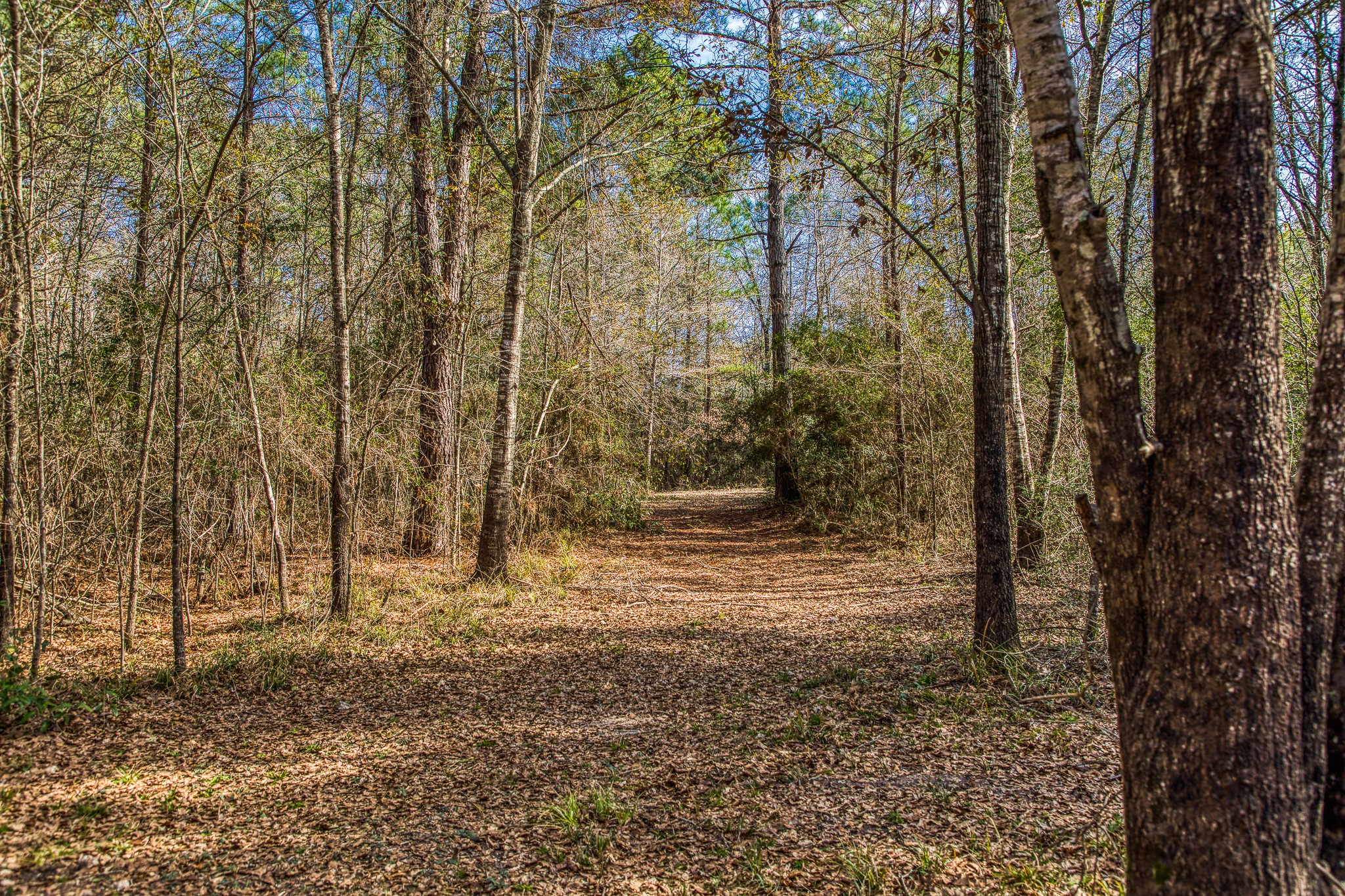 5280 Whitaker Way Navasota, TX 77868 - Photo 21 of 21 a view of a yard with trees