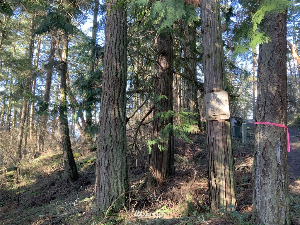 685 Broken Point Road Shaw Island, WA 98286 - Photo 12 of 15 a view of forest