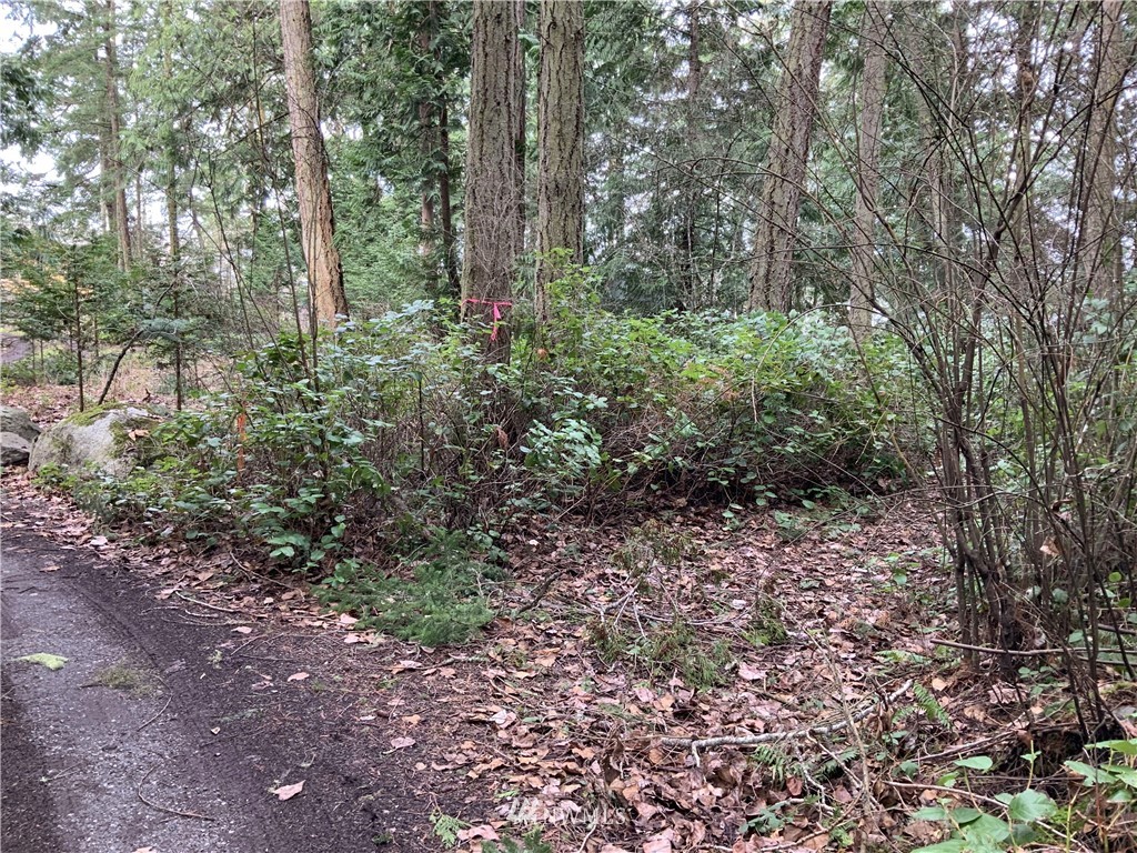 685 Broken Point Road Shaw Island, WA 98286 - Photo 13 of 15 a view of a large yard with lots of green space