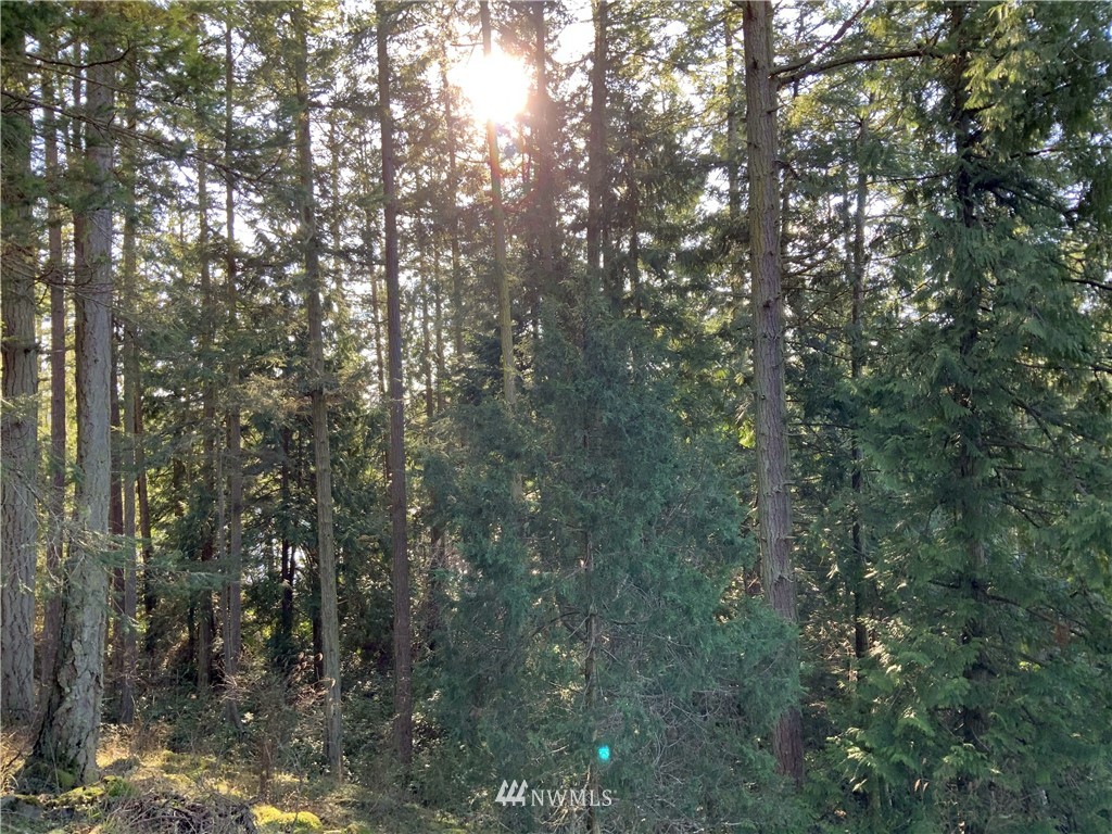 685 Broken Point Road Shaw Island, WA 98286 - Photo 5 of 15 a view of forest