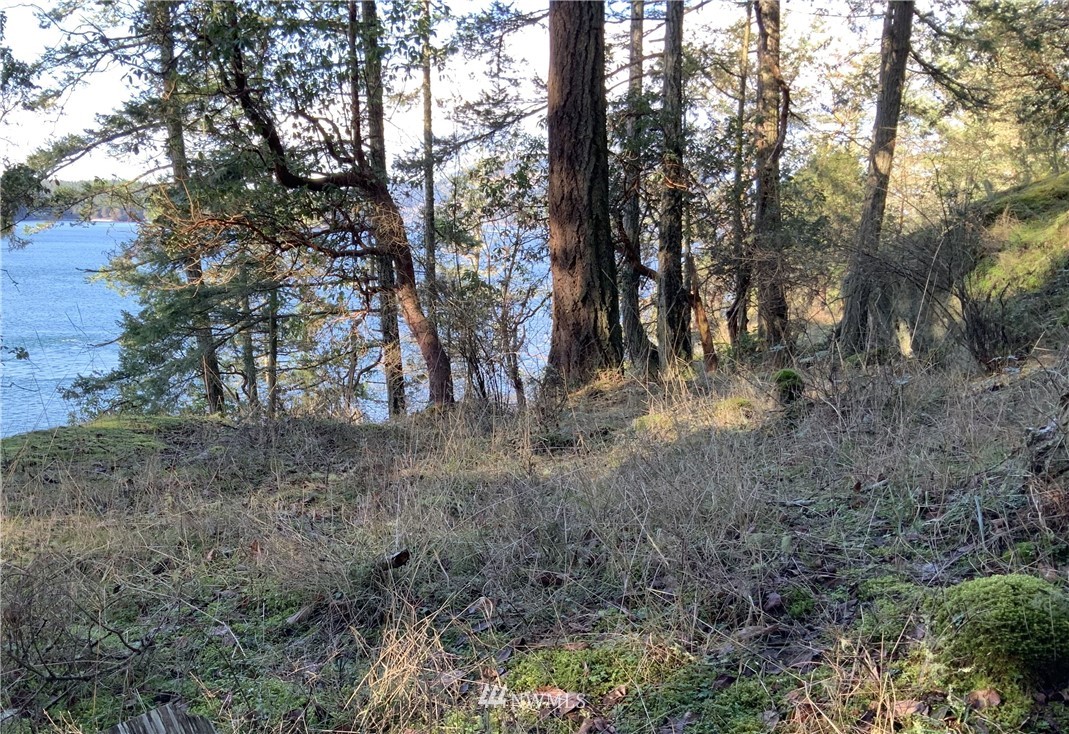 685 Broken Point Road Shaw Island, WA 98286 - Photo 6 of 15 a view of a forest with trees in the background