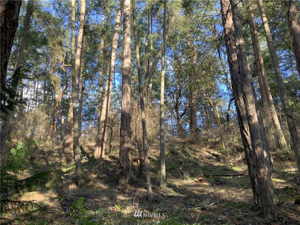 685 Broken Point Road Shaw Island, WA 98286 - Photo 9 of 15 a view of a tree
