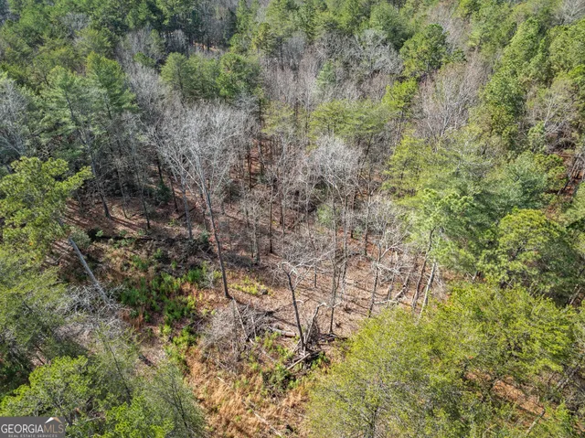 a view of a forest with a tree