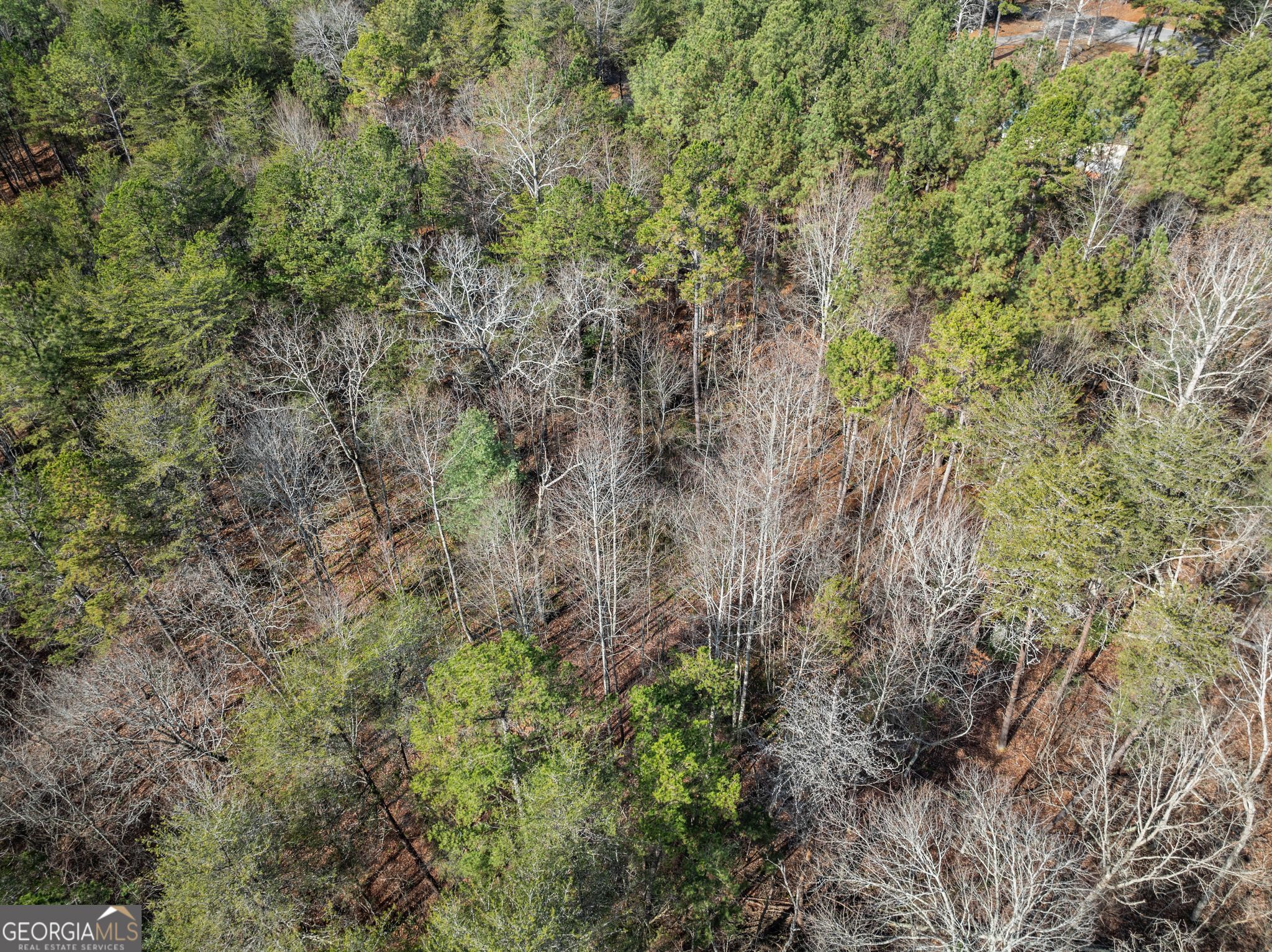 1361 Soque Ridge Circle Demorest, GA 30535 - Photo 7 of 10 a view of a forest with a tree