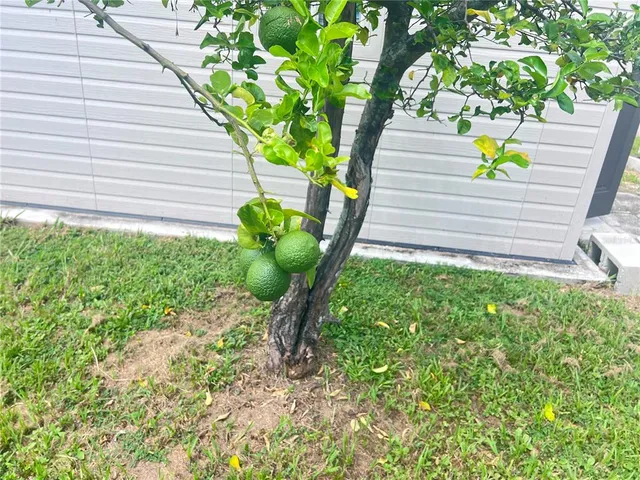 a plant that is sitting in the backyard