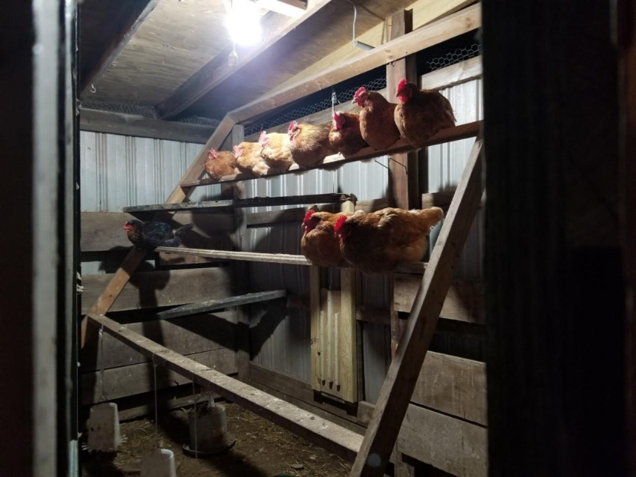 10640 Manning Lake Road Delton, MI 49046 - Photo 16 of 16 manning lake chickens