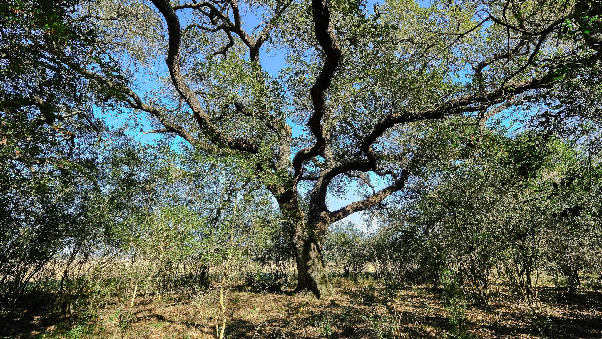 26266 Fields Store Road Waller, TX 77484 - Photo 7 of 49 Century old trees