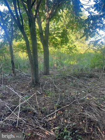 a view of a yard with plants and large trees