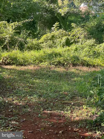 a view of a field with plants and large trees
