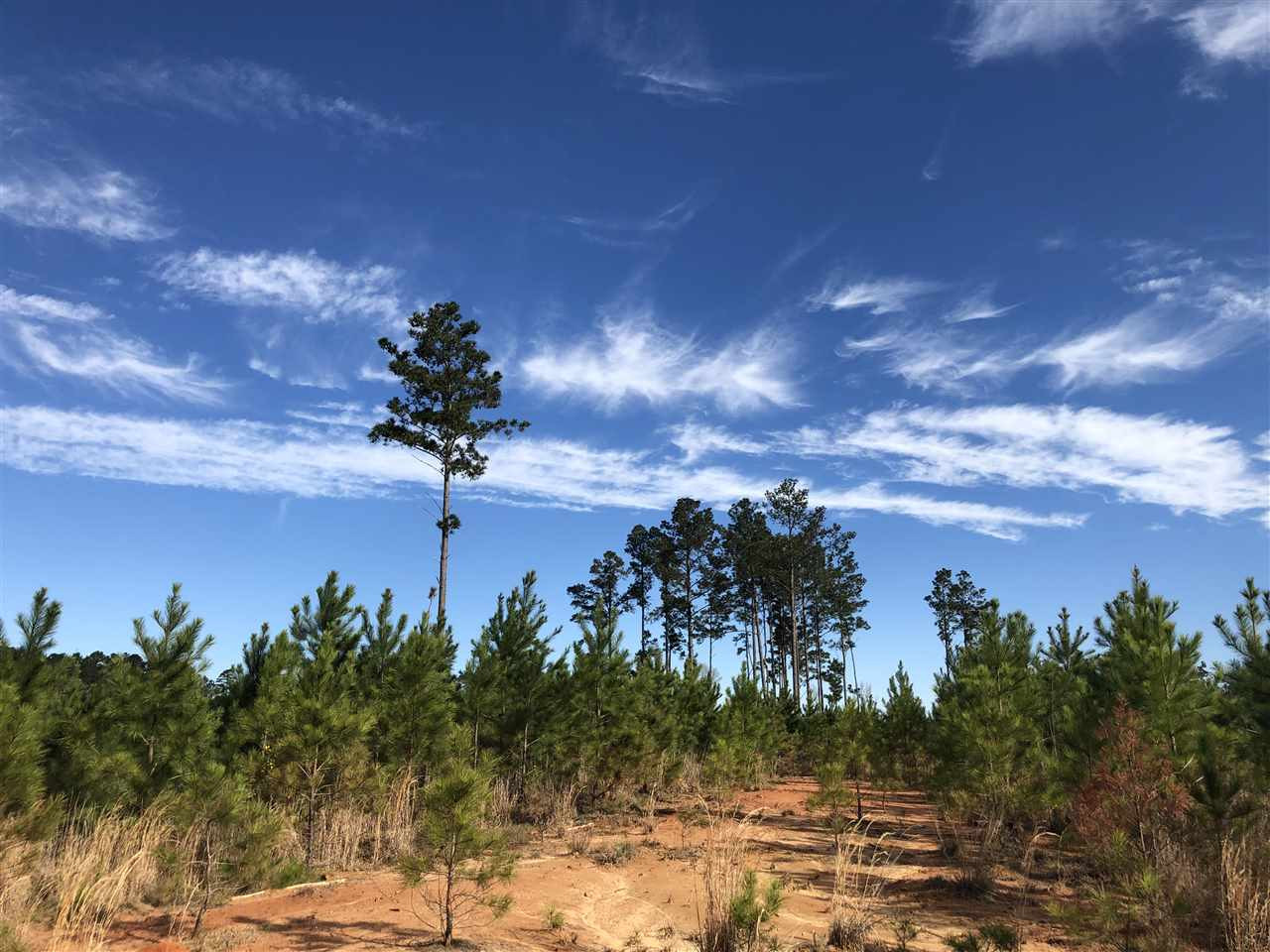 0 Seymour Road Kilmichael, MS 39747 - Photo 12 of 15 Photo 12