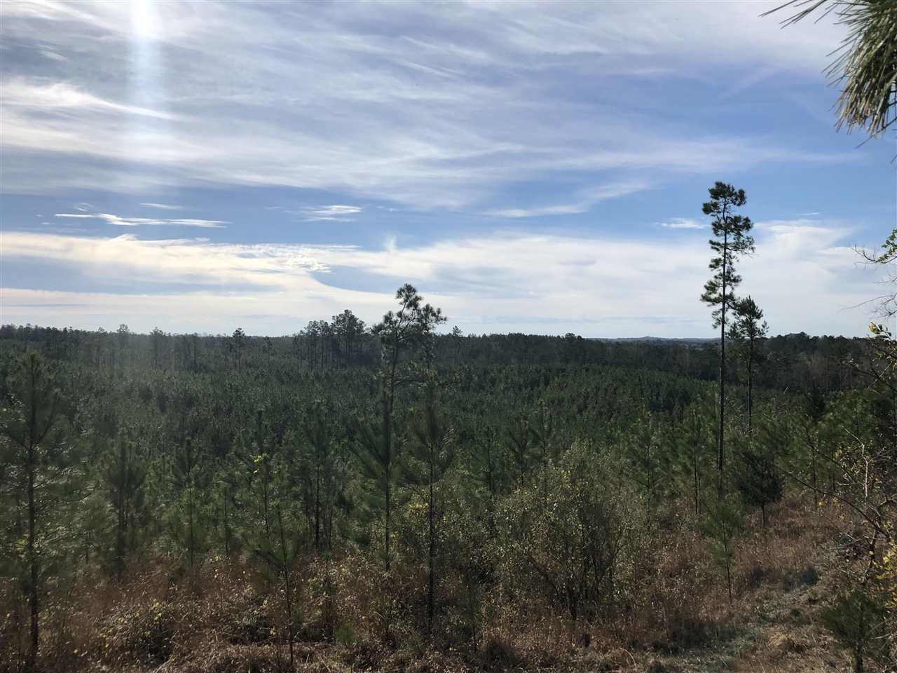 0 Seymour Road Kilmichael, MS 39747 - Photo 4 of 15 Photo 4