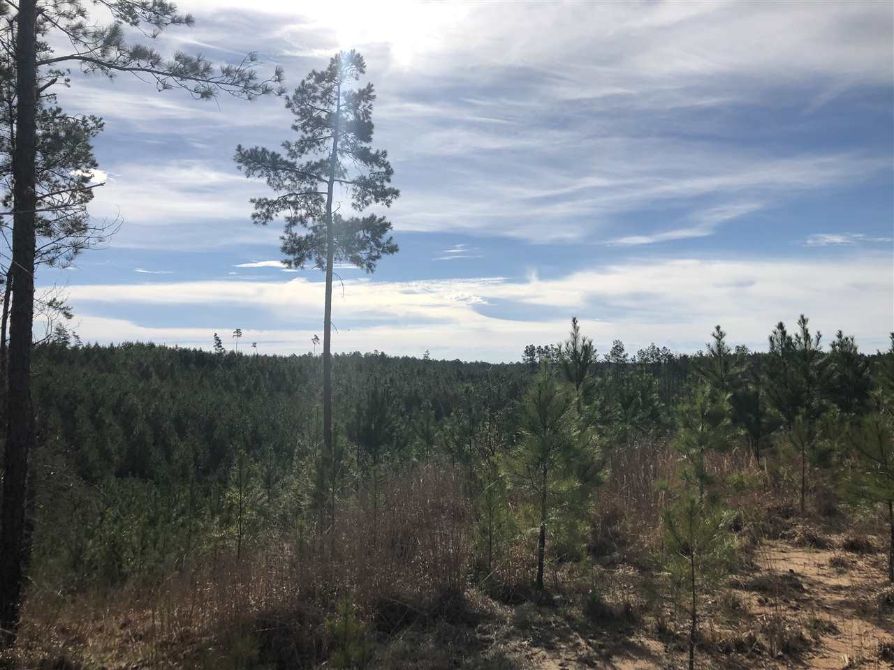 0 Seymour Road Kilmichael, MS 39747 - Photo 6 of 15 Photo 6