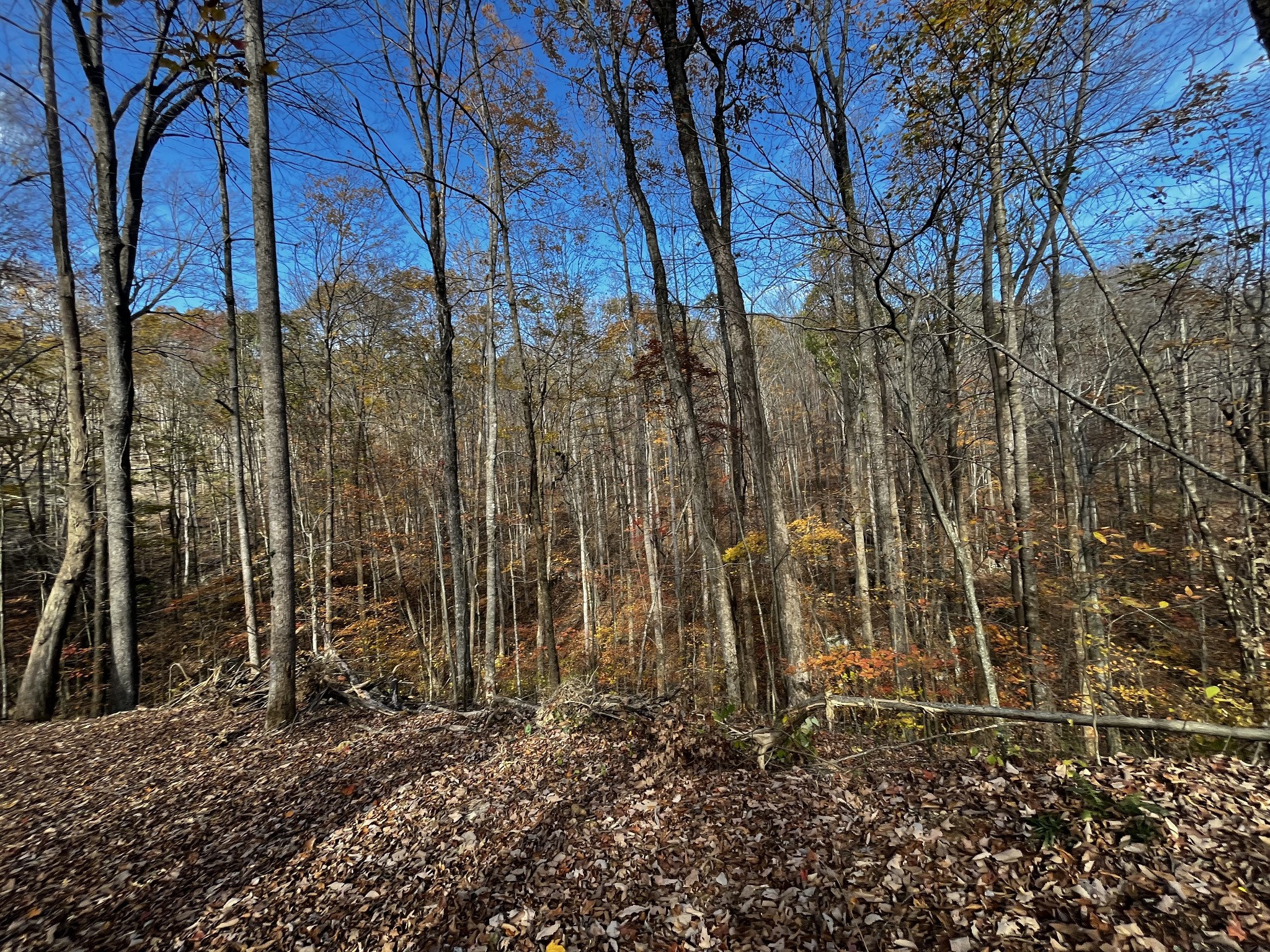 1 Northcutts Cv Road McMinnville, TN 37110 - Photo 11 of 14 a view of a backyard of the house